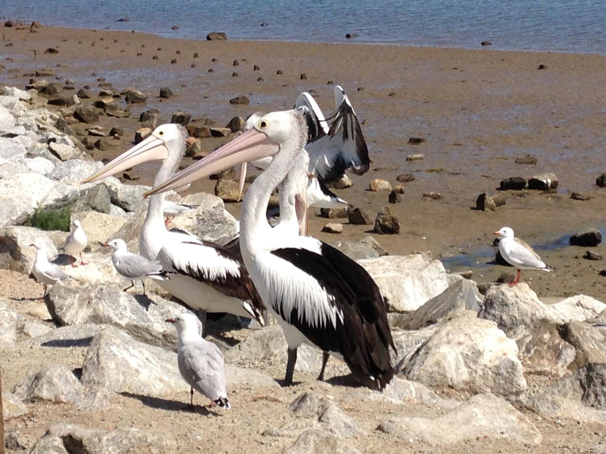That Seaside Cottage - Fully Equipped Home, 4 Bedrooms On The Foreshore Tooradin 외부 사진